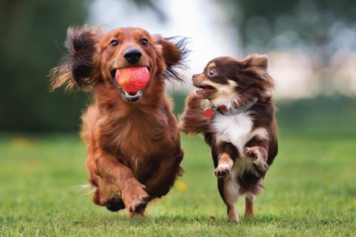 Things To Do Dolittle's 